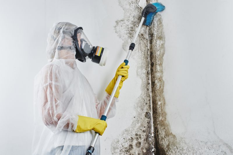 Mold Inspection And Removal Service