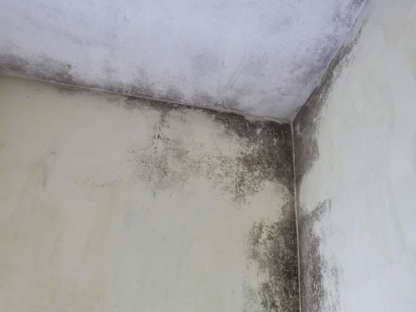 Garage Mold Eradication