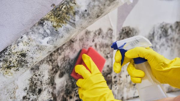 Garage Mold Elimination
