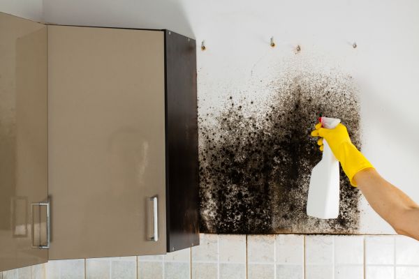 Kitchen Mold Removal
