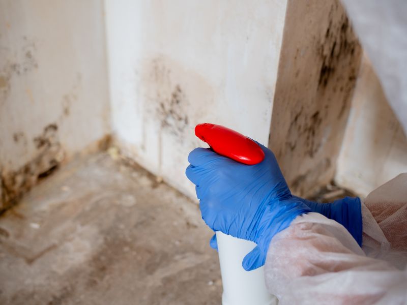 Mold Removal